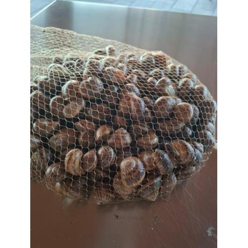 Živí šneci z farmy Le Šnek – 1 kg  - „Návod na zpracování součástí balení“